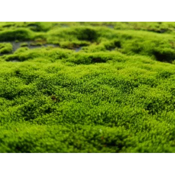 Natural Grass